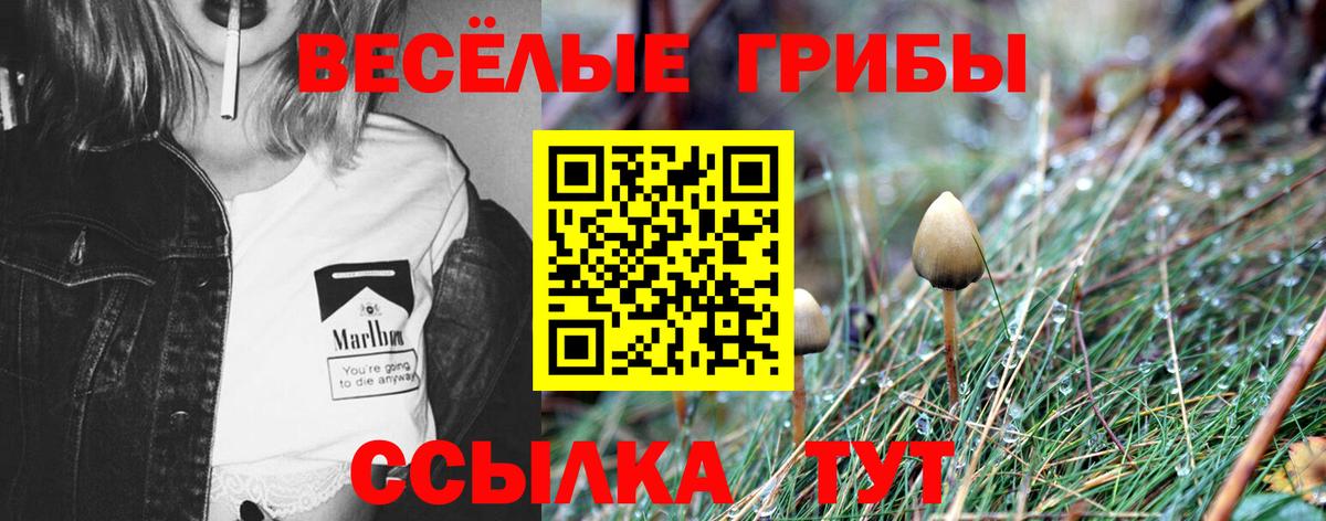 Псилоцибиновые грибы Psilocybine cubensis Богородск